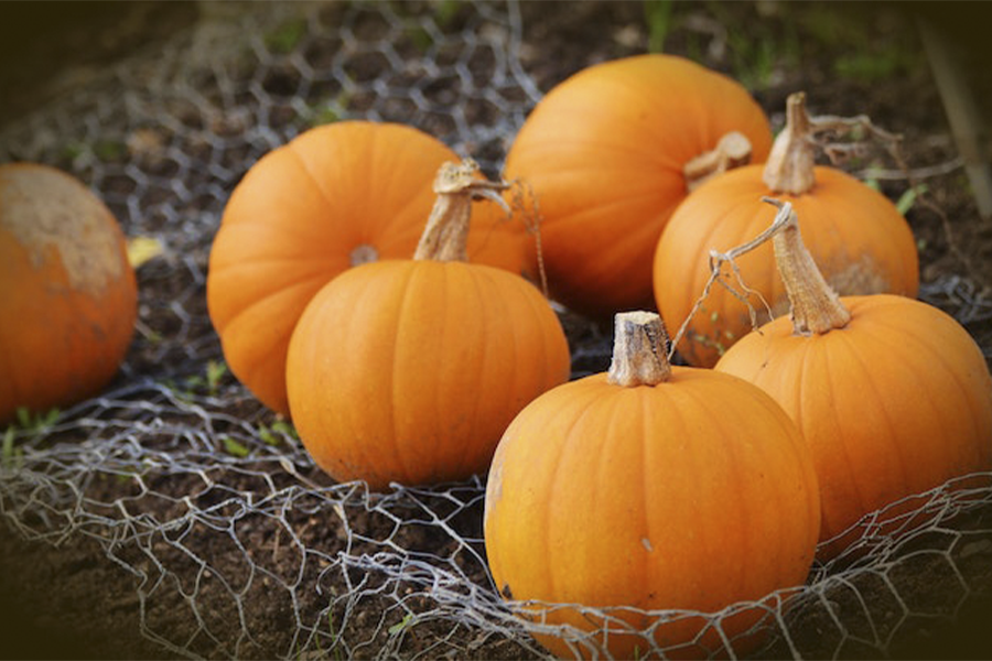 Pumpkin Spice is back! Dunkin' Österreich